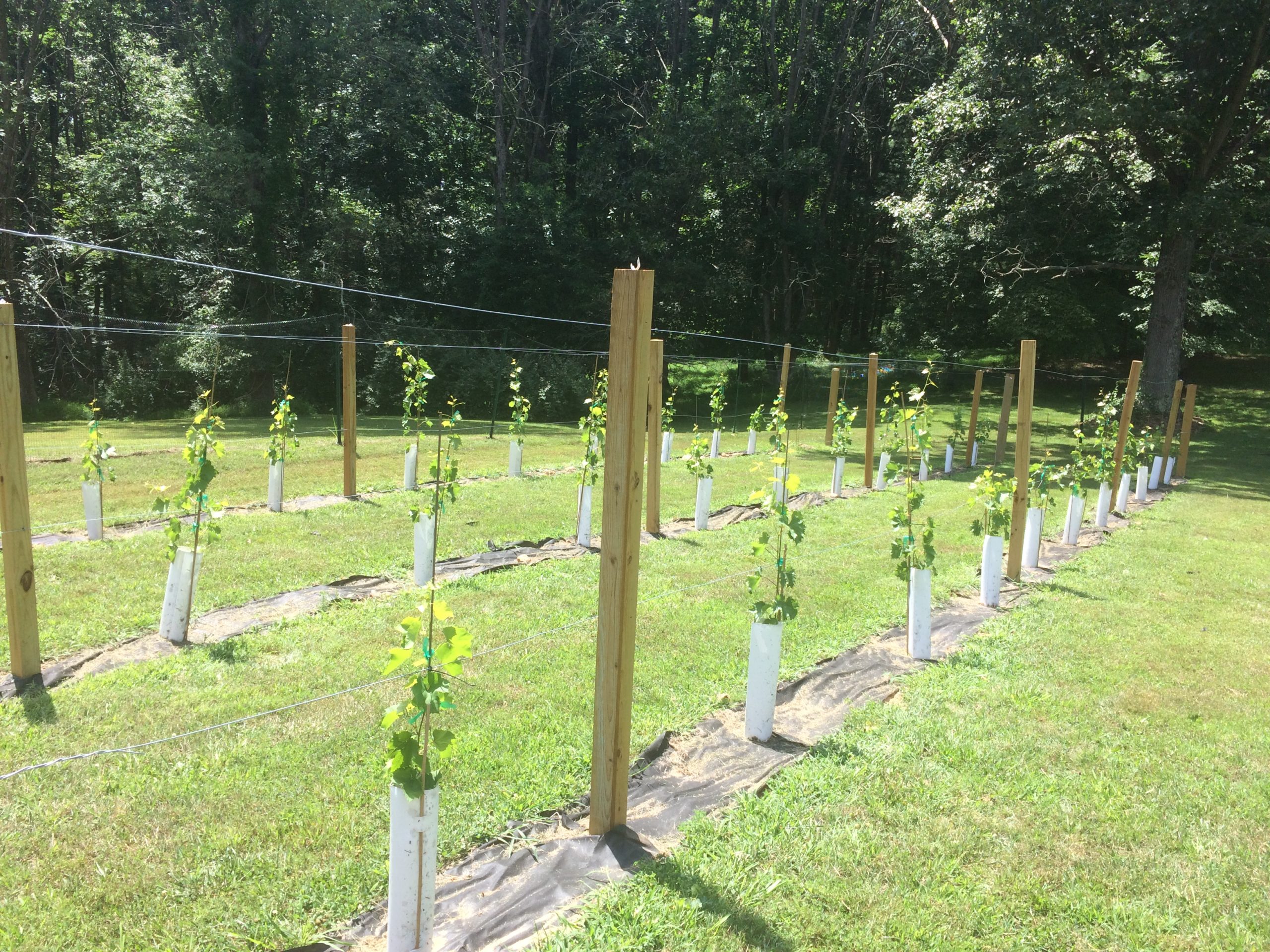 The Backyard Vineyard | thechapdaddy.com